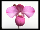 Pink-purple orchid blossom with three petals and bulb-shaped lip