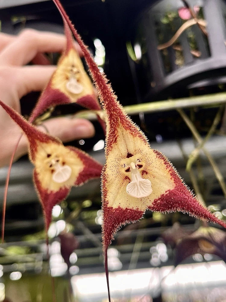 Hanging orchid flowers with burgundy and cream star-shaped petals