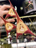 Dracula Tubeana ÔMill ValleyÕ 4Ó Net Pot Orchids