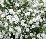 CREEPING BABY'S BREATH Gypsophila Repens - 5,000 Bulk Seeds Garden Plants