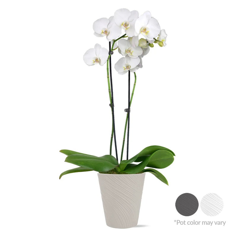 White orchid plant with green leaves in a white textured pot