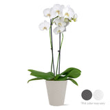 16-30" Tall Premium White Orchid in 5" Decorative Clay Pot Orchids