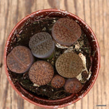 D4321 LITHOPS MIX pot5,5-H3-W5 cm MaMa Cactus Green Plant