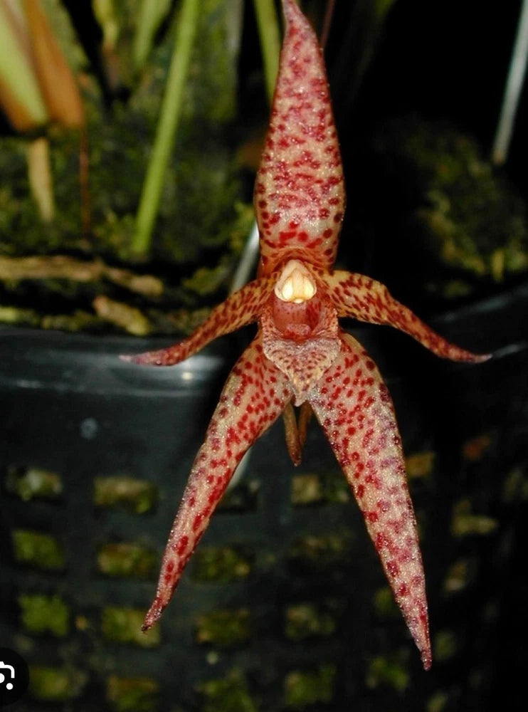 Maxillaria Neophylla Live Blooming size Red Orchid Plant Cool Blooms Orchids