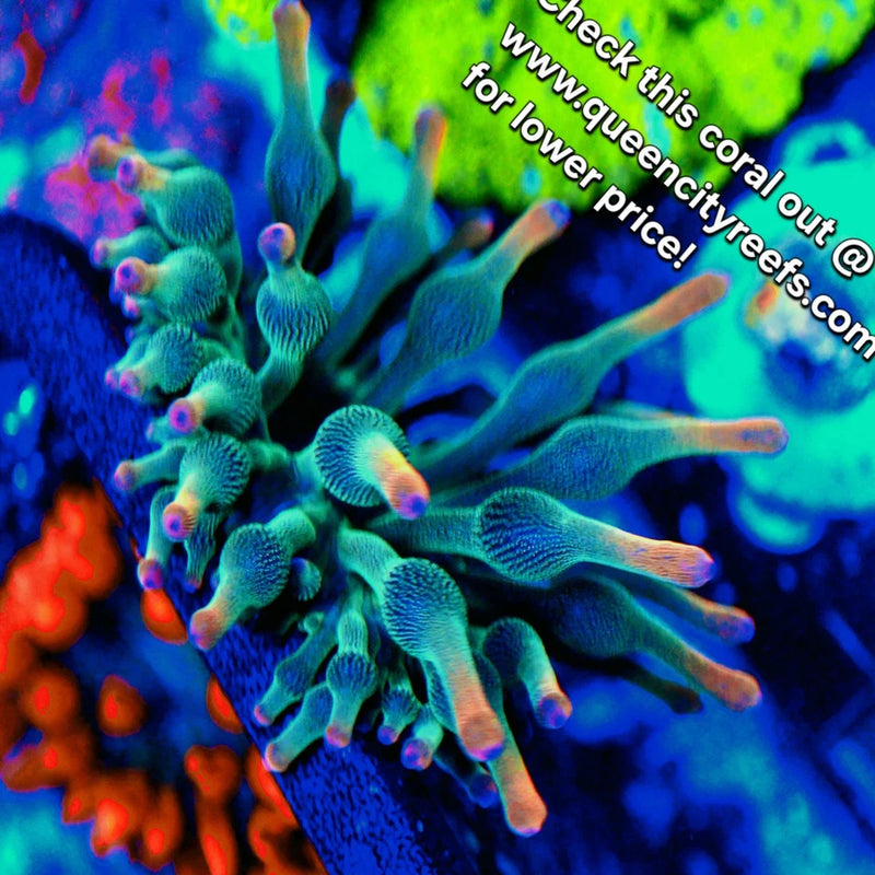 WYSIWYG - BTS Holy Grail BubbleTip Anemone - Live Invertebrate Anemone