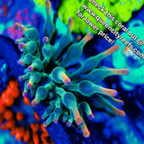 WYSIWYG - BTS Holy Grail BubbleTip Anemone - Live Invertebrate Anemone