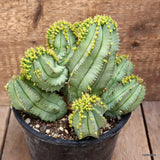 D4065 EUPHORBIA FRUTICOSA INERMIS pot16-H18-W19 cm MaMa Cactus Green Plant