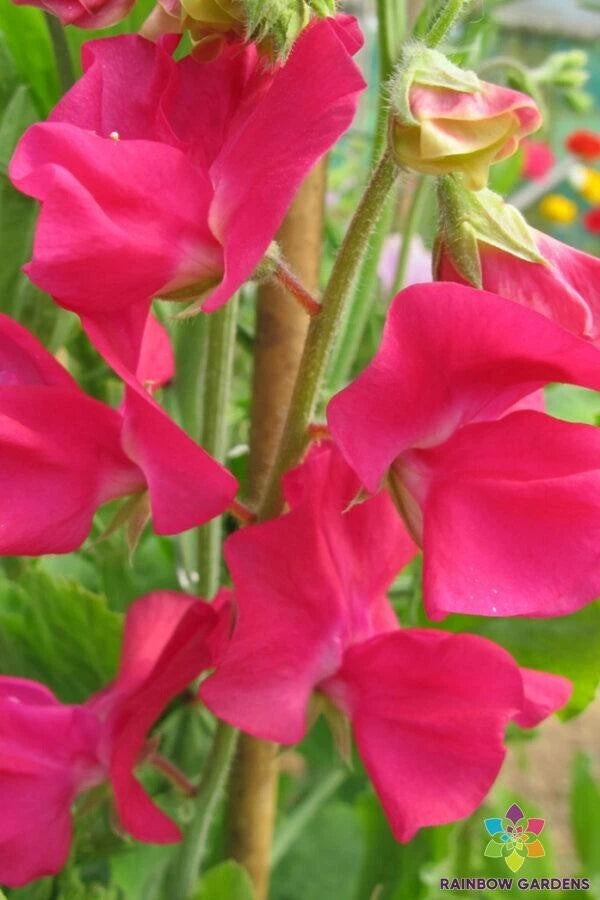 50+ San Jose Semi-Dwarf Sweet Pea Seeds for Garden - USA - FREE SHIPPING! Garden Plants