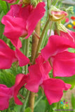50+ San Jose Semi-Dwarf Sweet Pea Seeds for Garden - USA - FREE SHIPPING! Garden Plants