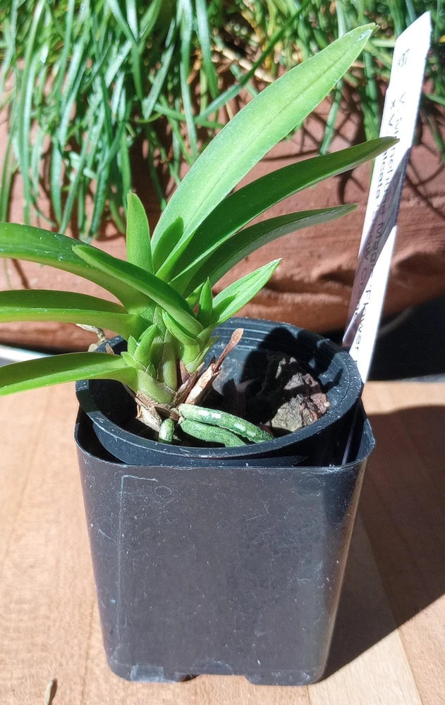 Potted hybrid orchid in black plastic pot with long green strap leaves