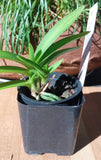 Vanda Menehue Magic x V. falcata Snow Crane - Neofinetia Hybrid Orchids
