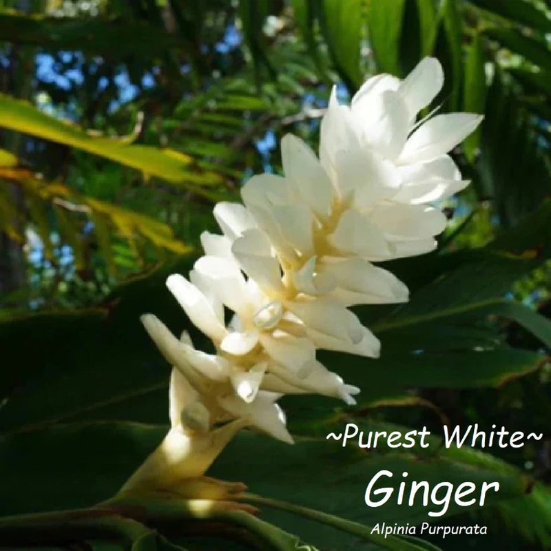 White Alpinia purpurata ginger orchid plant with clustered blooms and green leaves
