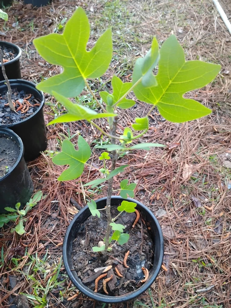 Yellow Poplar, Tulip Tree, 1 Gallon Pot. Green Plant