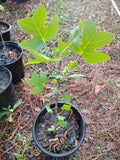 Yellow Poplar, Tulip Tree, 1 Gallon Pot. Green Plant