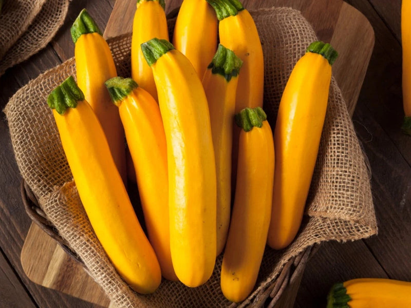 20+ GOLDEN ZUCCHINI SUMMER SQUASH FRESH FOR GARDENS Garden Plants