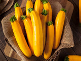 20+ GOLDEN ZUCCHINI SUMMER SQUASH FRESH FOR GARDENS Garden Plants