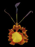 Onc_MENDENHALL_unique fiery orchid bloom looks like cat eye (not in-bud/bloom) Orchids