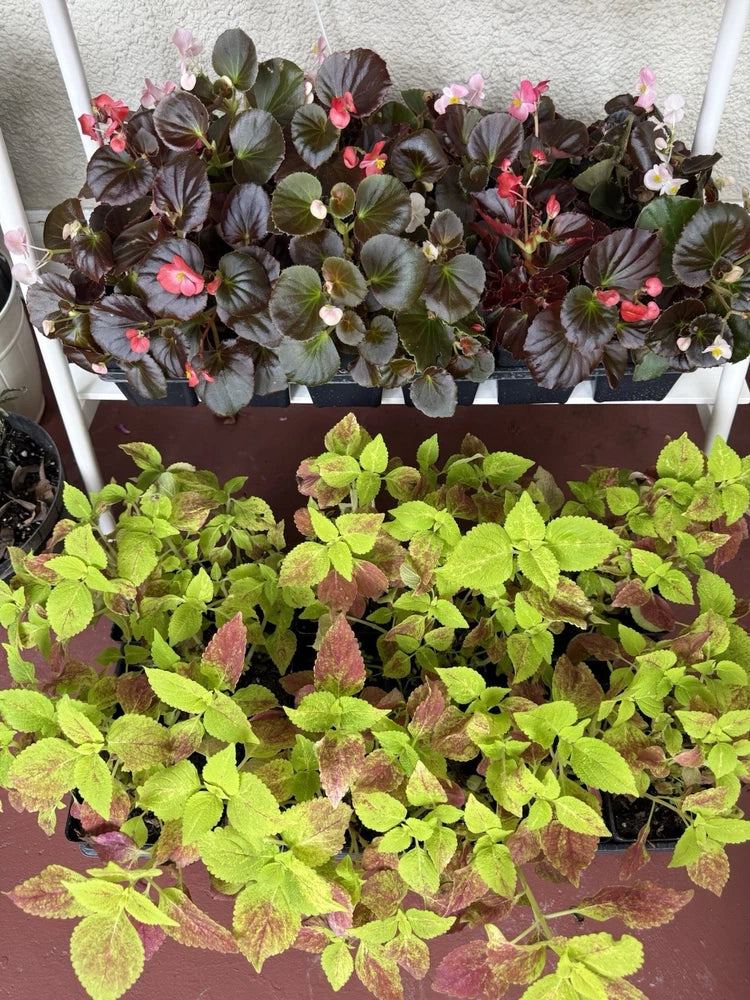 Set of 2 potted plants: begonias with pink blooms and bright green coleus