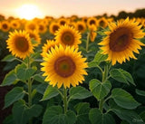 Dwarf Incredible Sunflower Seeds - Heirloom Seeds, Dwarf Sunflower, Seed Packets Garden Plants