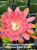 Rooted Epiphyllum Orchid Cactus ÒAmerican SweetheartÓ Growing In 4Ó Starter Pot. Orchids