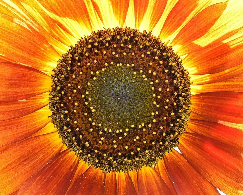 Glossy sunflower close-up art photograph, 8x10, orange petals and dark center