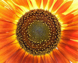 Art Photograph 8x10 Glossy Sunflower Close Up  Flower Artist Signed Sunflower