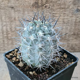 D6979 ACANTHOCALYCIUM GLAUCUM pot10-H9-W6,5 cm MaMa Cactus Green Plant