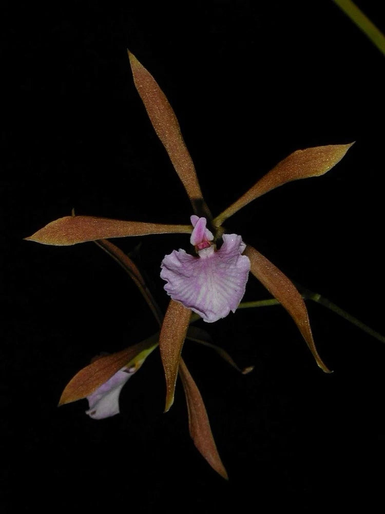 Purple orchid flower with brown star-shaped petals and slender green stem