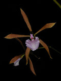 Encyclia bractescens Orchids