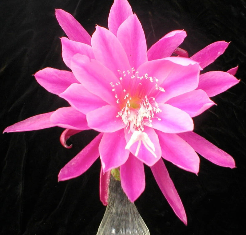 Pink orchid cactus flower in small pot, large star-shaped petals