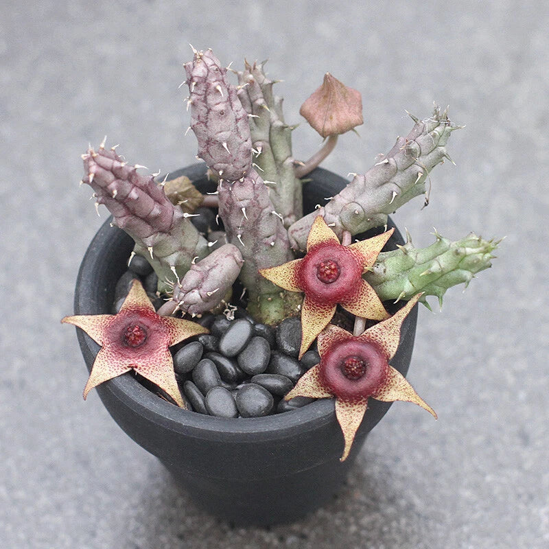 Huernia tanganyikensis Succulent potted Home Garden decoration Plants Garden Plants