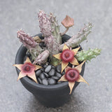 Huernia tanganyikensis Succulent potted Home Garden decoration Plants Garden Plants