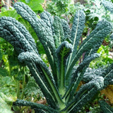 Lacinato Kale Seeds - For 2025 Planting Lacinato Italian Tuscan Kale USA Garden Garden Plants