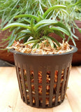 Vanda Neofinetia falcata ___ ___ Suikaden Orchids