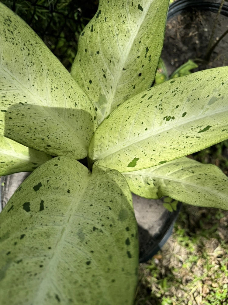 Dieffenbachia plant with lime-green leaves and dark speckled camouflage pattern