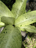 Dieffenbachia 'Camouflage Plant Orchids