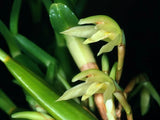 Orchid Plants maxillaria Friedrichstalli species Orchids