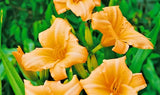 5 FRANCIS FAY DAYLILY SEEDS -  Hemerocallis 'Frances Fay' Garden Plants