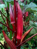 RED BURGUNDY OKRA SEEDS 30+ SUMMER vegetable GARDEN CULINARY FREE SHIPPING Garden Plants