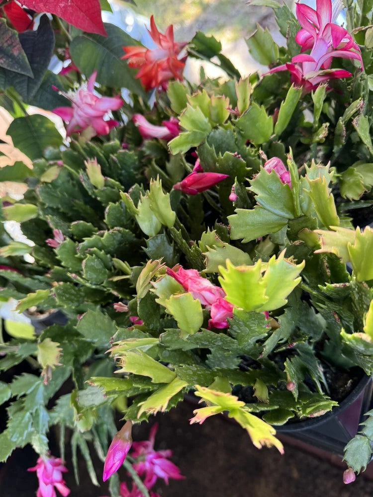Live Christmas cactus plant in pot with green segmented leaves and pink blooms