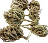 Rose Of Jericho MaryamÕs Flower Anastatica Hierochuntica 100% Natural __ ____ Flowering Plants