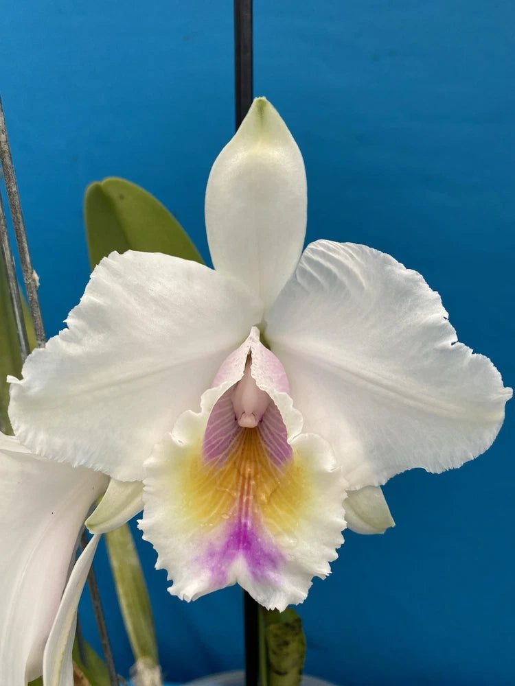 White orchid bloom with yellow and pink center in a pot