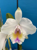 Cattleya quadricolor Orchid Eros X Orlata Pink White Red Yellow Species 7Ó Pot Orchids
