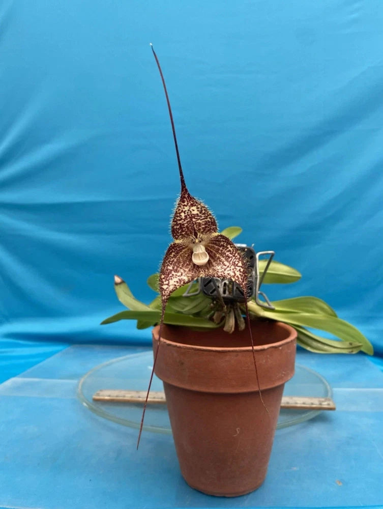Orchid plant in terracotta pot with brown funnel blooms and green leaves