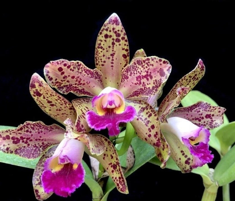 Leopard-pattern orchid bloom with pink center and purple-speckled petals