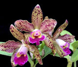 Cattleya Waianae Leopard 'Ching Hua 4