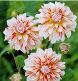 20 SEEDS for White COFFEE DAHLIA rare flower exotic garden bush plant USA Seller Garden Plants