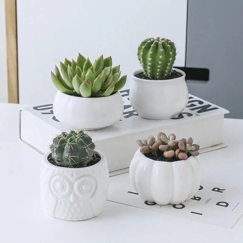 Set of four white ceramic garden planters with small succulents