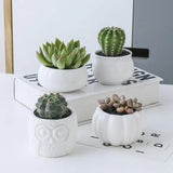 Ceramic White Garden Pots Garden Plants