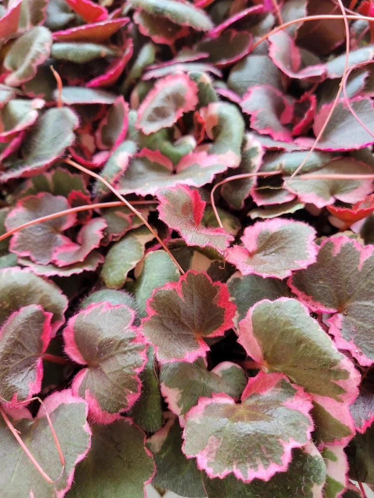 Variegated strawberry begonia plant with fuzzy green leaves and pink ruffled edges